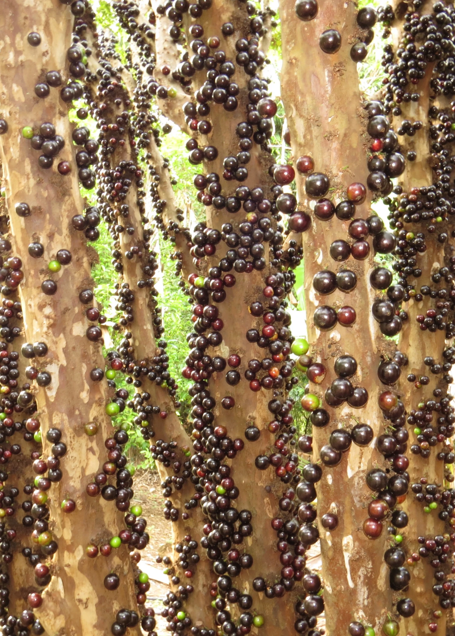 Sow Exotic Jabuticaba (Plinia Cauliflora) Tropical Fruit & Spice Trees 3 Sow Exotic Jabuticaba (Plinia Cauliflora) Tropical Fruit & Spice Trees