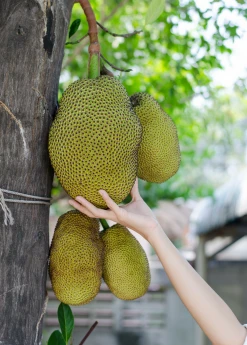 Sow Exotic Tropical Fruit & Spice Trees Jackfruit Seedling (Artocarpus Heterophyllus) 5 Sow Exotic Tropical Fruit & Spice Trees Jackfruit Seedling (Artocarpus Heterophyllus)