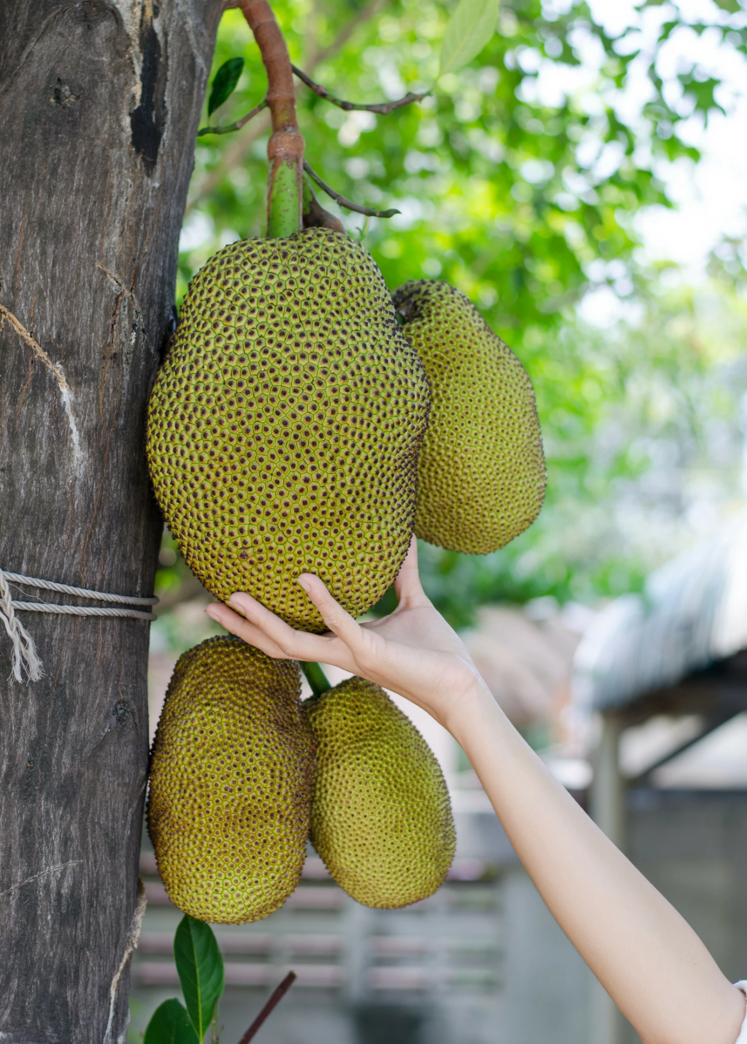 Sow Exotic Tropical Fruit & Spice Trees Jackfruit Seedling (Artocarpus Heterophyllus) 3 Sow Exotic Tropical Fruit & Spice Trees Jackfruit Seedling (Artocarpus Heterophyllus)