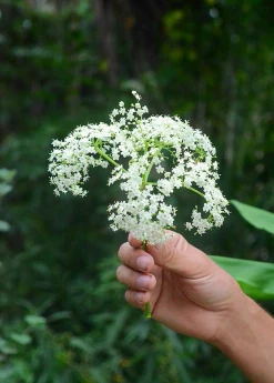 Sow Exotic Elderberry, Florida Native (Sambucus Canadensis) Medicinal & Culinary Herbs