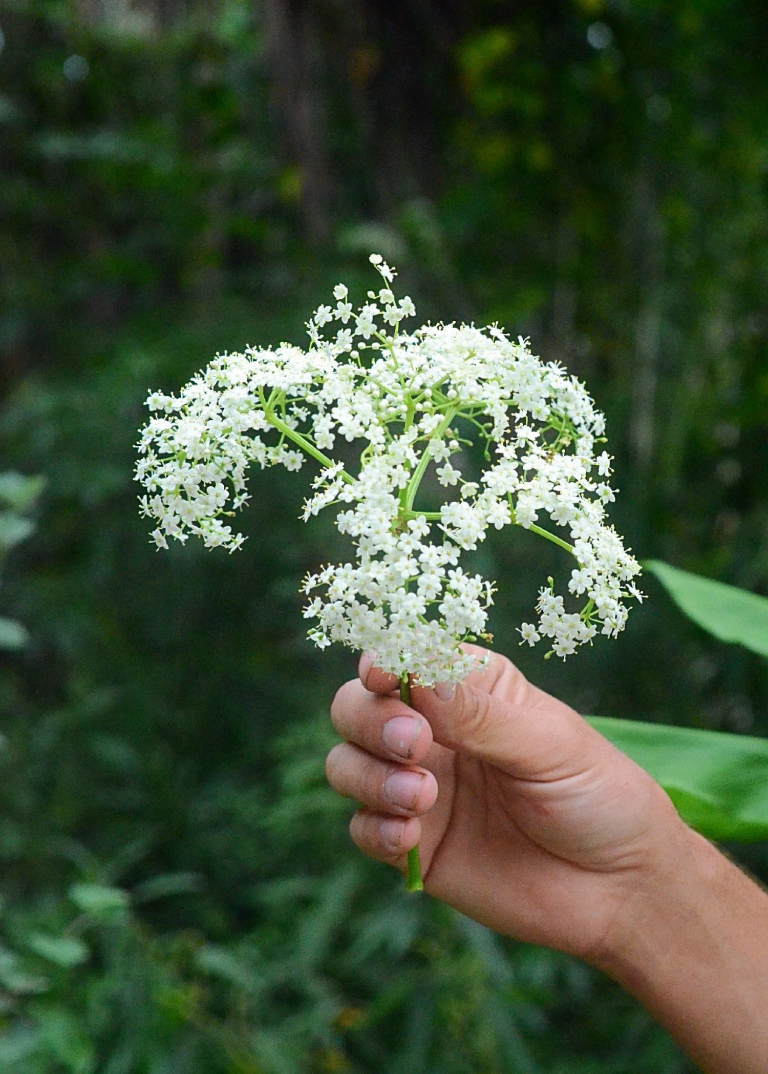 Sow Exotic Elderberry, Florida Native (Sambucus Canadensis) Medicinal & Culinary Herbs 2 Sow Exotic Elderberry, Florida Native (Sambucus Canadensis) Medicinal & Culinary Herbs