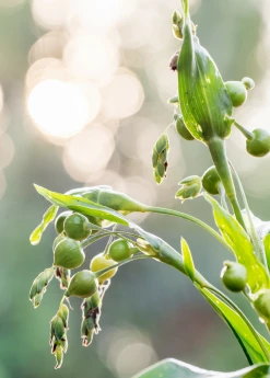 Sow Exotic Job's Tears (Coix Lacryma-jobi) 5 Sow Exotic Job's Tears (Coix Lacryma-jobi)