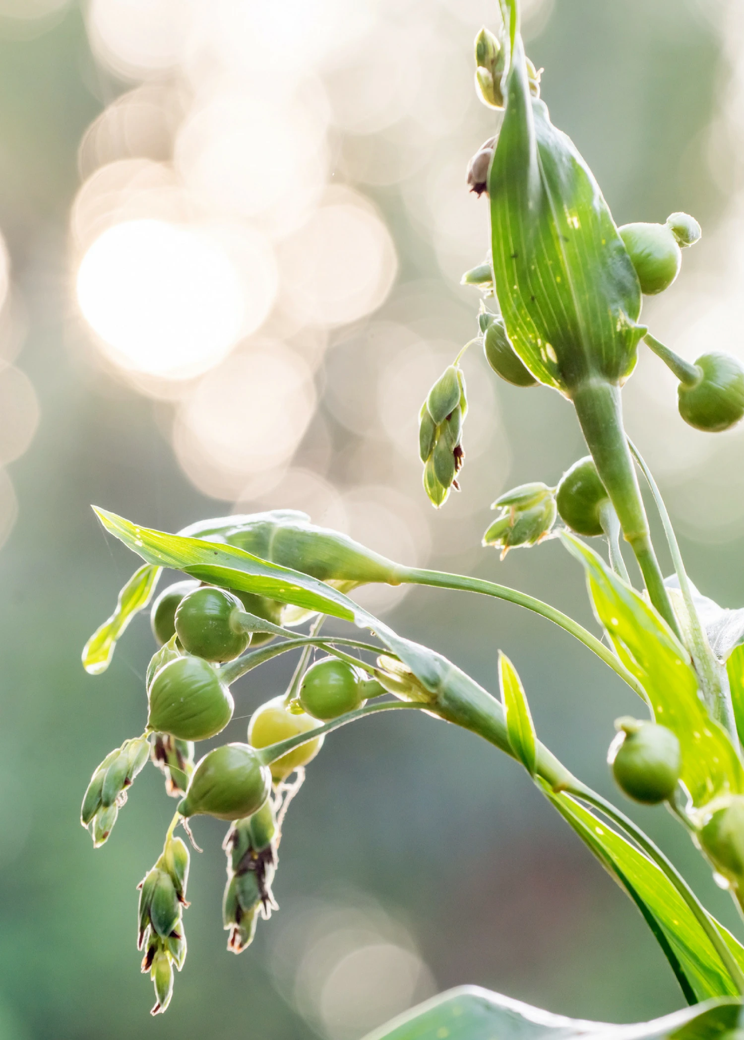 Sow Exotic Job's Tears (Coix Lacryma-jobi) 3 Sow Exotic Job's Tears (Coix Lacryma-jobi)