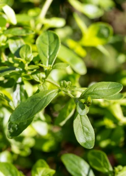 Sow Exotic Medicinal & Culinary Herbs Jamaican Mint Tree, Kama Sutra Mint (Satureja Viminea)