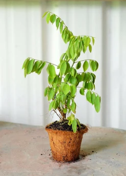 Sow Exotic Katuk (Sauropus Androgynus) Medicinal & Culinary Herbs