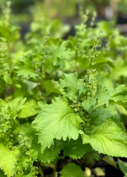 Sow Exotic Medicinal & Culinary Herbs Korean Perilla (Perilla Frutescens)