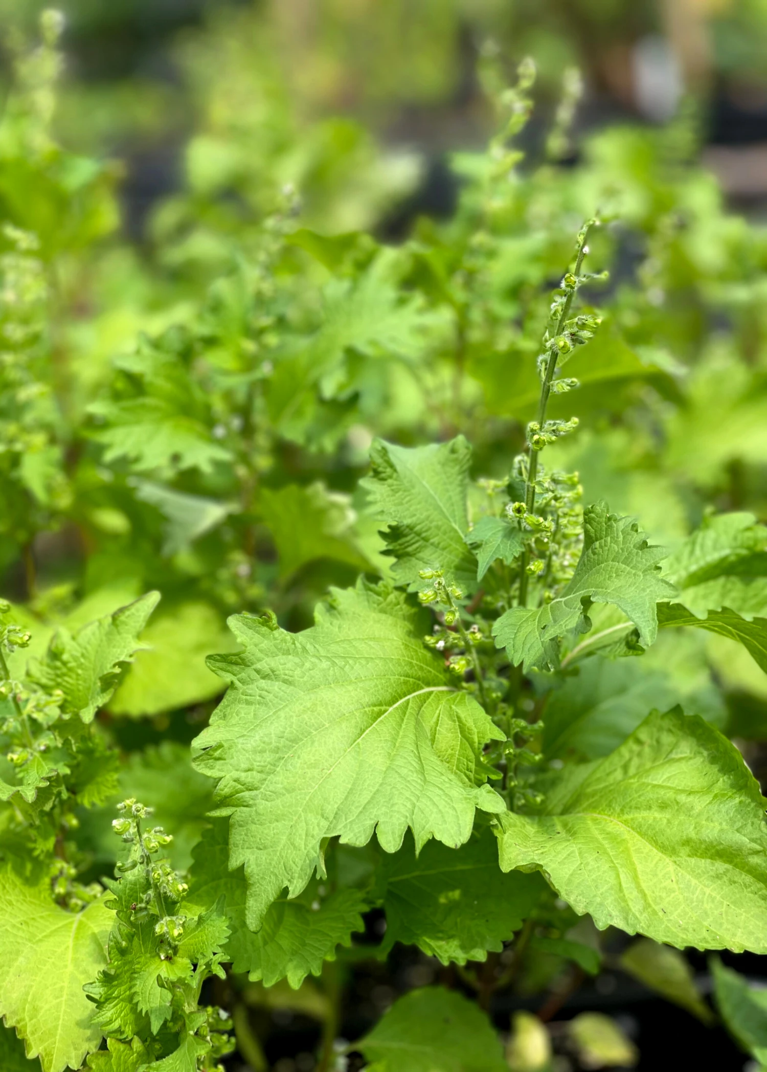 Sow Exotic Medicinal & Culinary Herbs Korean Perilla (Perilla Frutescens) 2 Sow Exotic Medicinal & Culinary Herbs Korean Perilla (Perilla Frutescens)