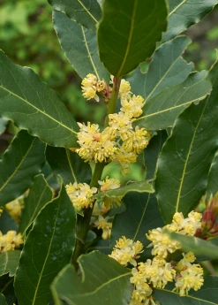Sow Exotic Tropical Fruit & Spice Trees Bay Leaf, Bay Laurel (Laurus Nobilis)