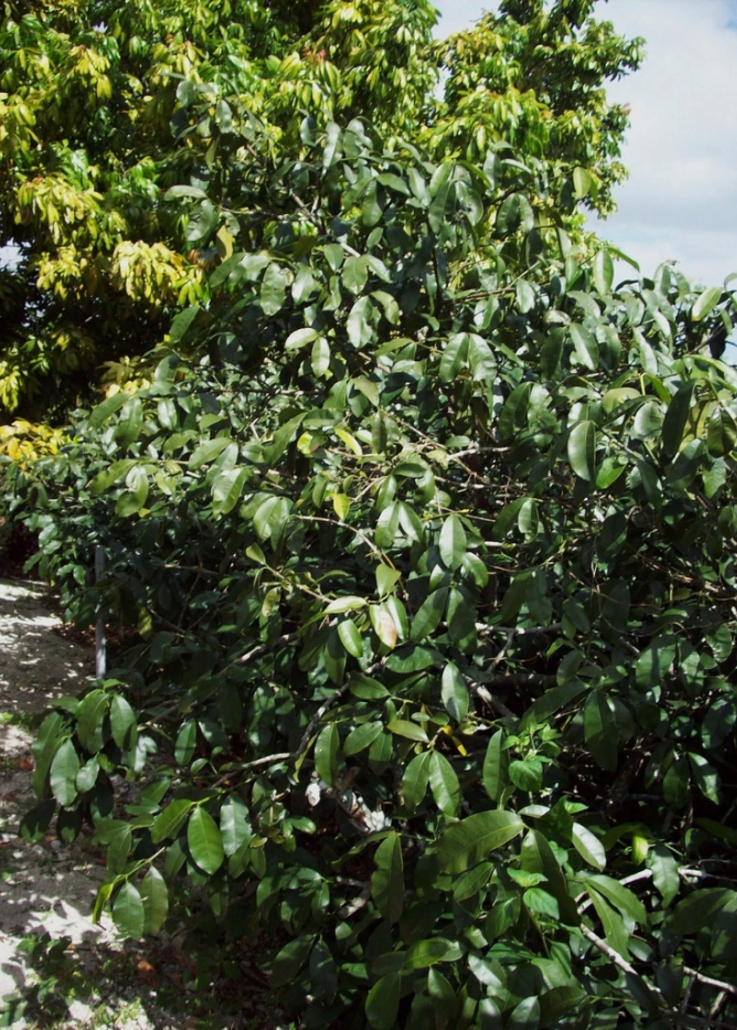 Sow Exotic Tropical Fruit & Spice Trees Lemon Drop Mangosteen (Garcinia Intermedia) 2 Sow Exotic Tropical Fruit & Spice Trees Lemon Drop Mangosteen (Garcinia Intermedia)