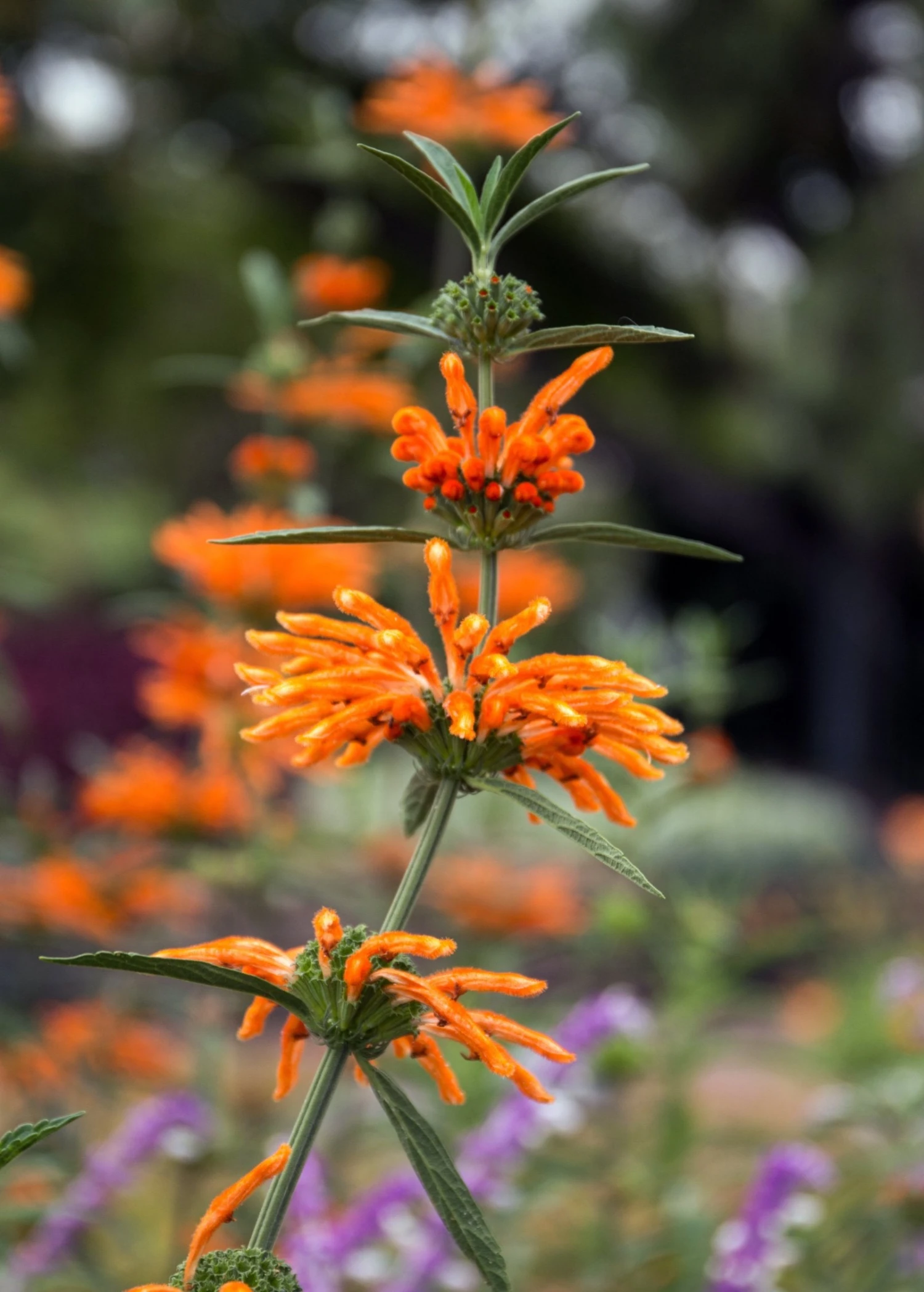 Sow Exotic Medicinal & Culinary Herbs Wild Dagga (Leonotis Leonurus) 2 Sow Exotic Medicinal & Culinary Herbs Wild Dagga (Leonotis Leonurus)