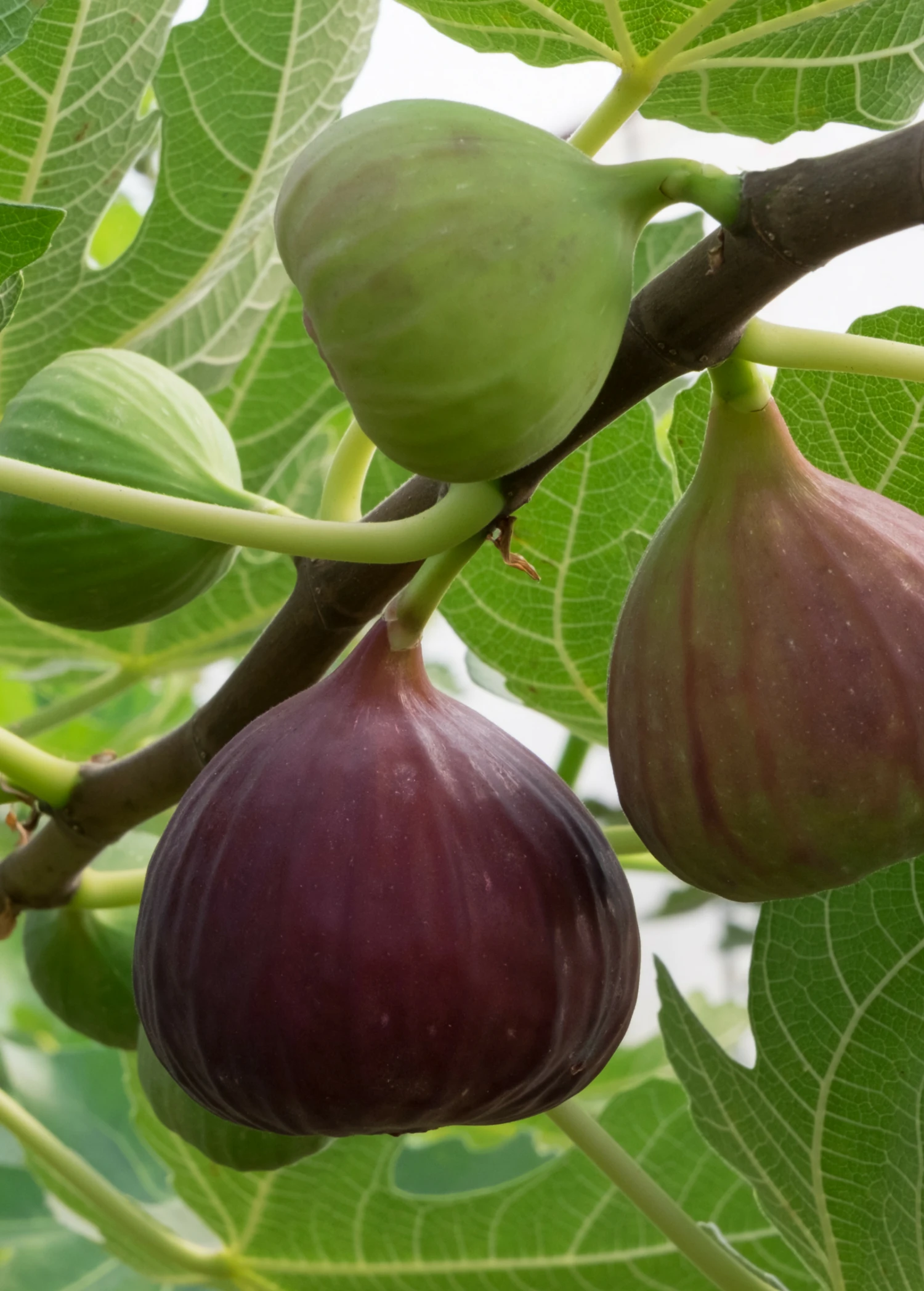 Sow Exotic Fig 'Little Ruby' (Ficus Carica) 1 Sow Exotic Fig 'Little Ruby' (Ficus Carica)