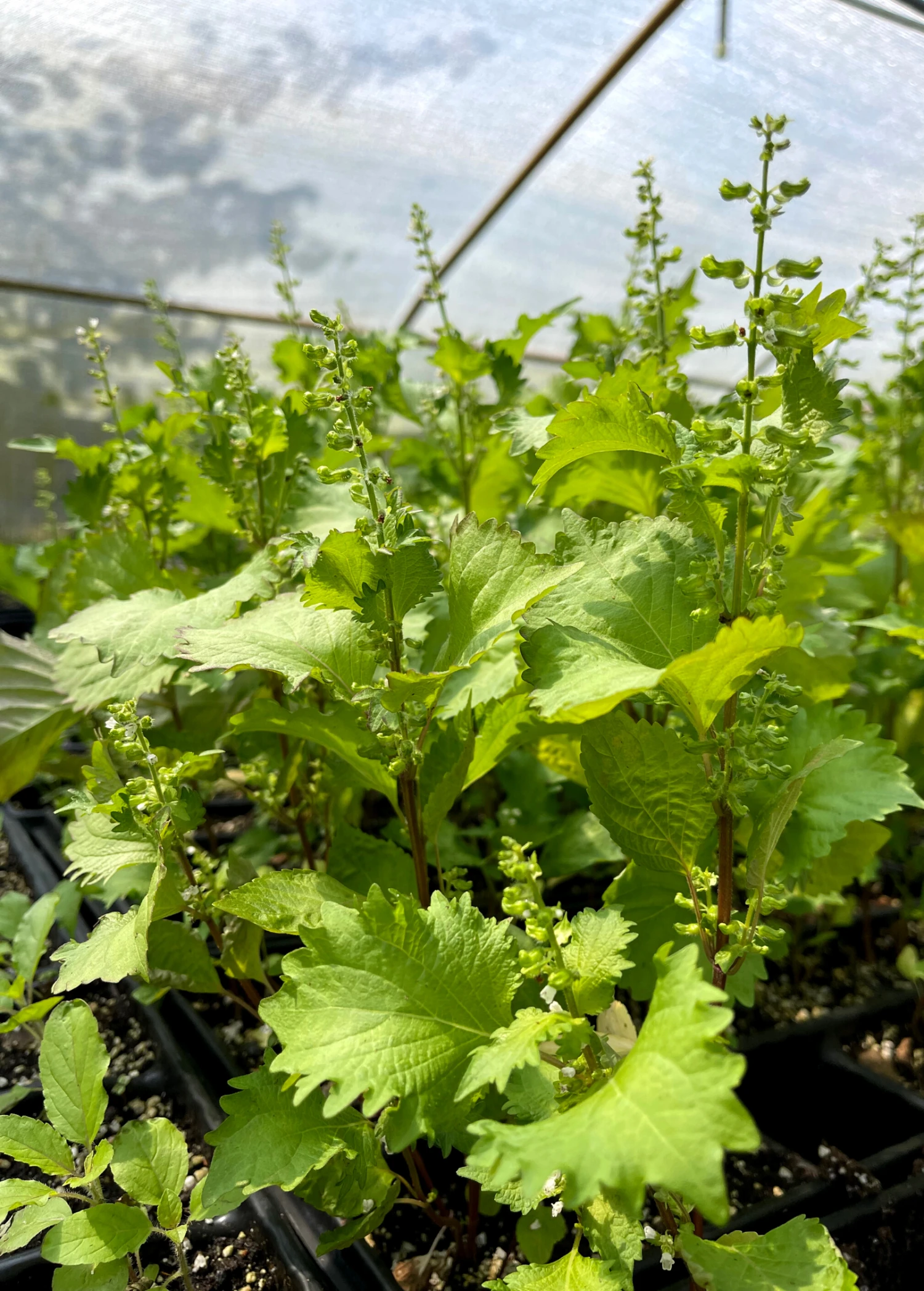 Sow Exotic Medicinal & Culinary Herbs Korean Perilla (Perilla Frutescens) 1 Sow Exotic Medicinal & Culinary Herbs Korean Perilla (Perilla Frutescens)