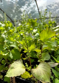 Sow Exotic Medicinal & Culinary Herbs Korean Perilla (Perilla Frutescens) 7 Sow Exotic Medicinal & Culinary Herbs Korean Perilla (Perilla Frutescens)