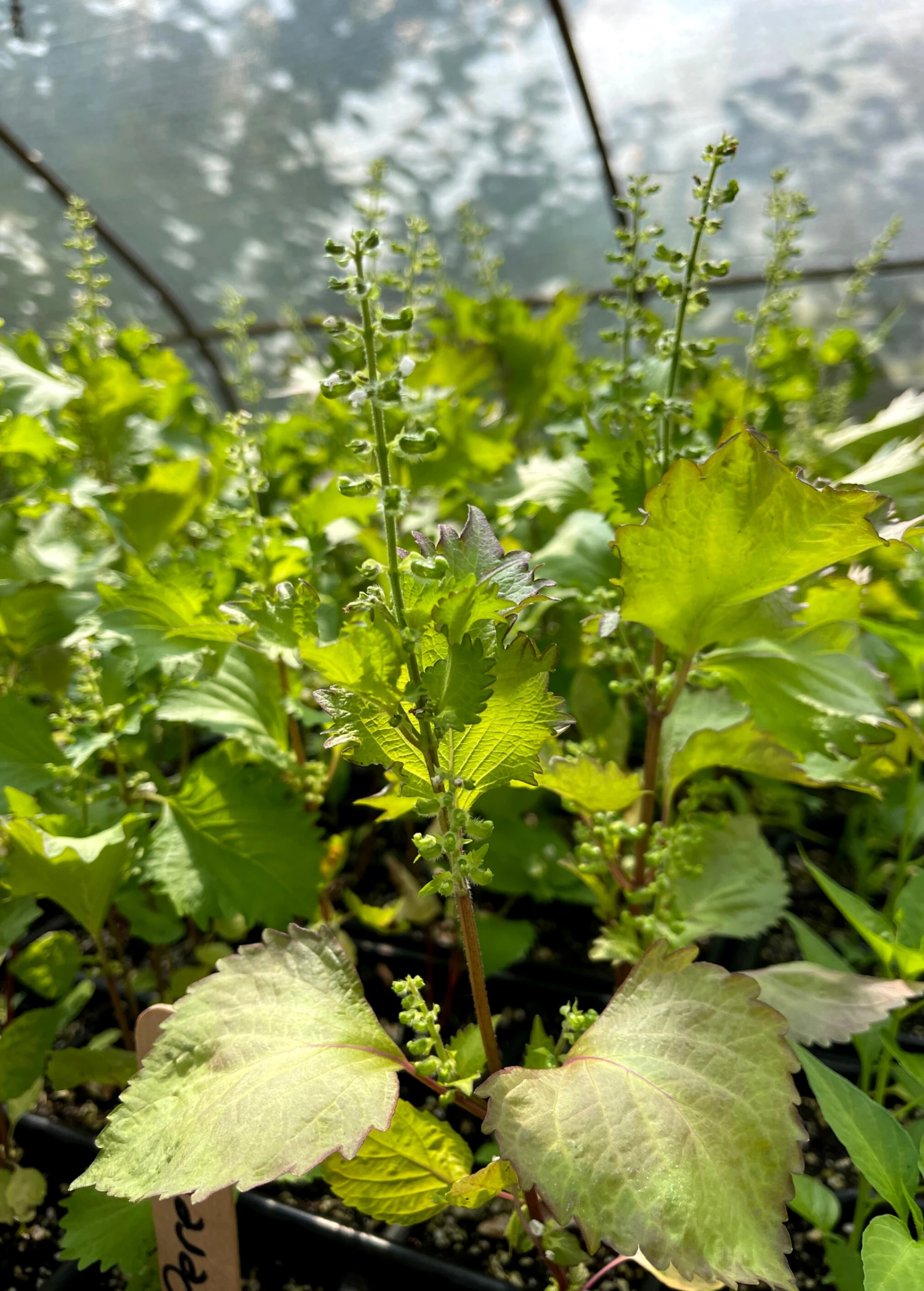 Sow Exotic Medicinal & Culinary Herbs Korean Perilla (Perilla Frutescens) 3 Sow Exotic Medicinal & Culinary Herbs Korean Perilla (Perilla Frutescens)