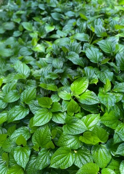 Sow Exotic Lolot (Piper Sarmentosum) Medicinal & Culinary Herbs