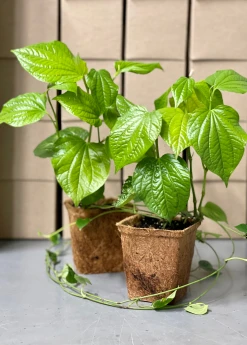 Sow Exotic Lolot (Piper Sarmentosum) Medicinal & Culinary Herbs