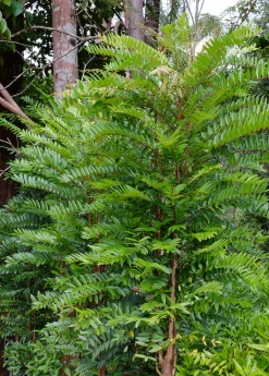 Sow Exotic Longjack, Tongkat Ali (Eurycoma Longifolia) Medicinal & Culinary Herbs