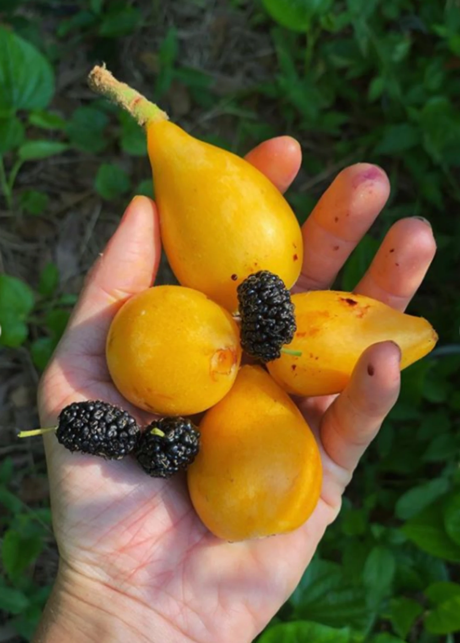 Sow Exotic Loquat Seedling (Eriobotrya Japonica) Tropical Fruit & Spice Trees 1 Sow Exotic Loquat Seedling (Eriobotrya Japonica) Tropical Fruit & Spice Trees