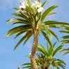 Sow Exotic Madagascar Spiny Palm (Pachypodium Lamerei) New Arrivals