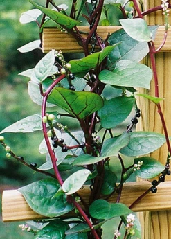 Sow Exotic Medicinal & Culinary Herbs Malabar Spinach (Basella Alba)