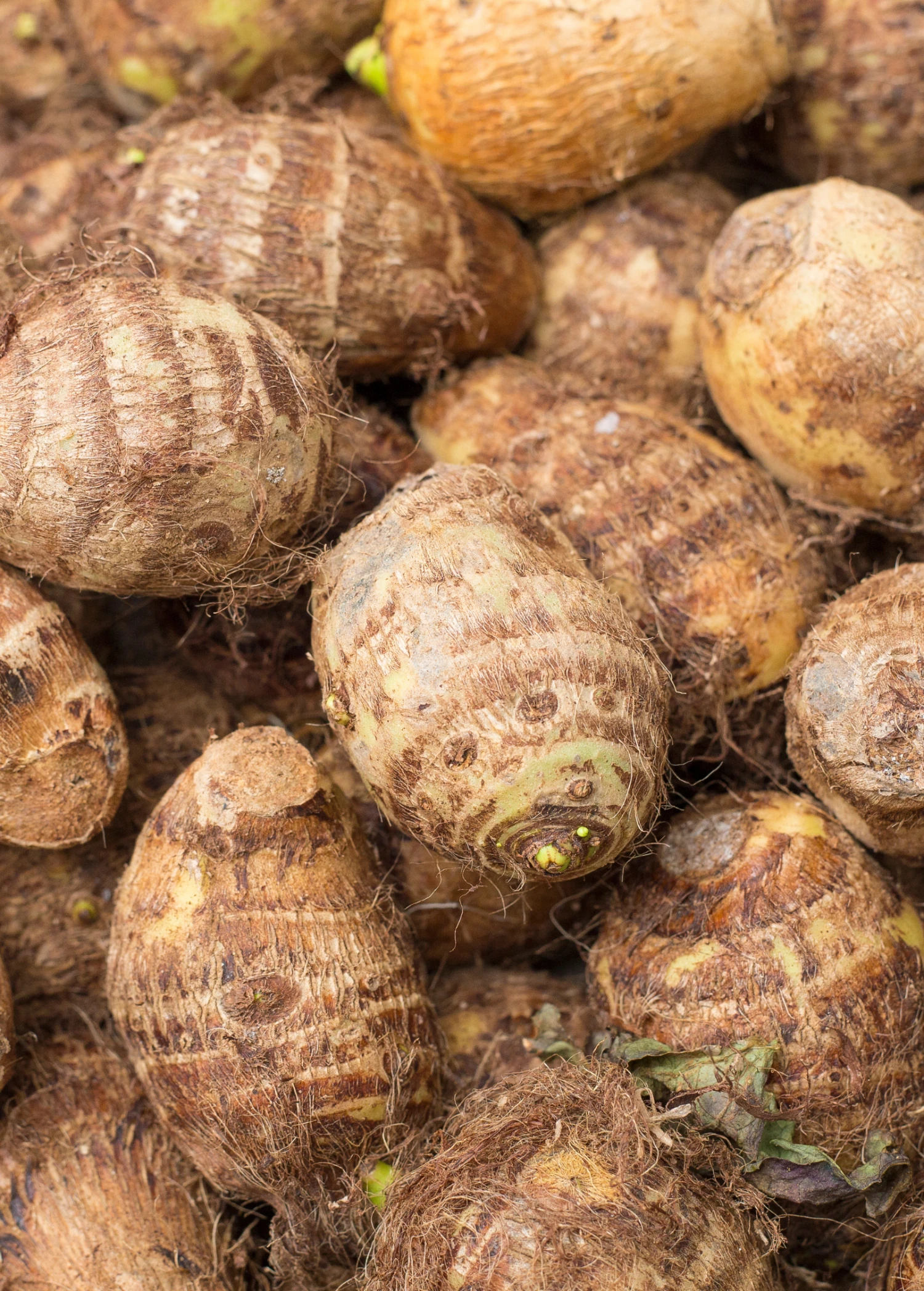 Sow Exotic Malanga (Xanthosoma Sagittifolium) 2 Sow Exotic Malanga (Xanthosoma Sagittifolium)