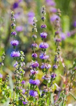 Sow Exotic Pennyroyal (Mentha Pulegium)