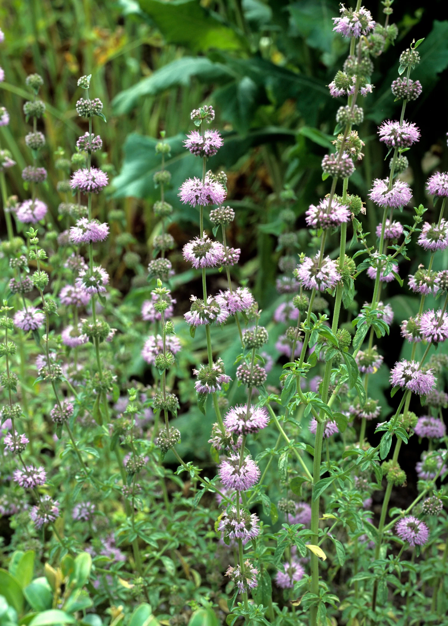 Sow Exotic Pennyroyal (Mentha Pulegium) 2 Sow Exotic Pennyroyal (Mentha Pulegium)