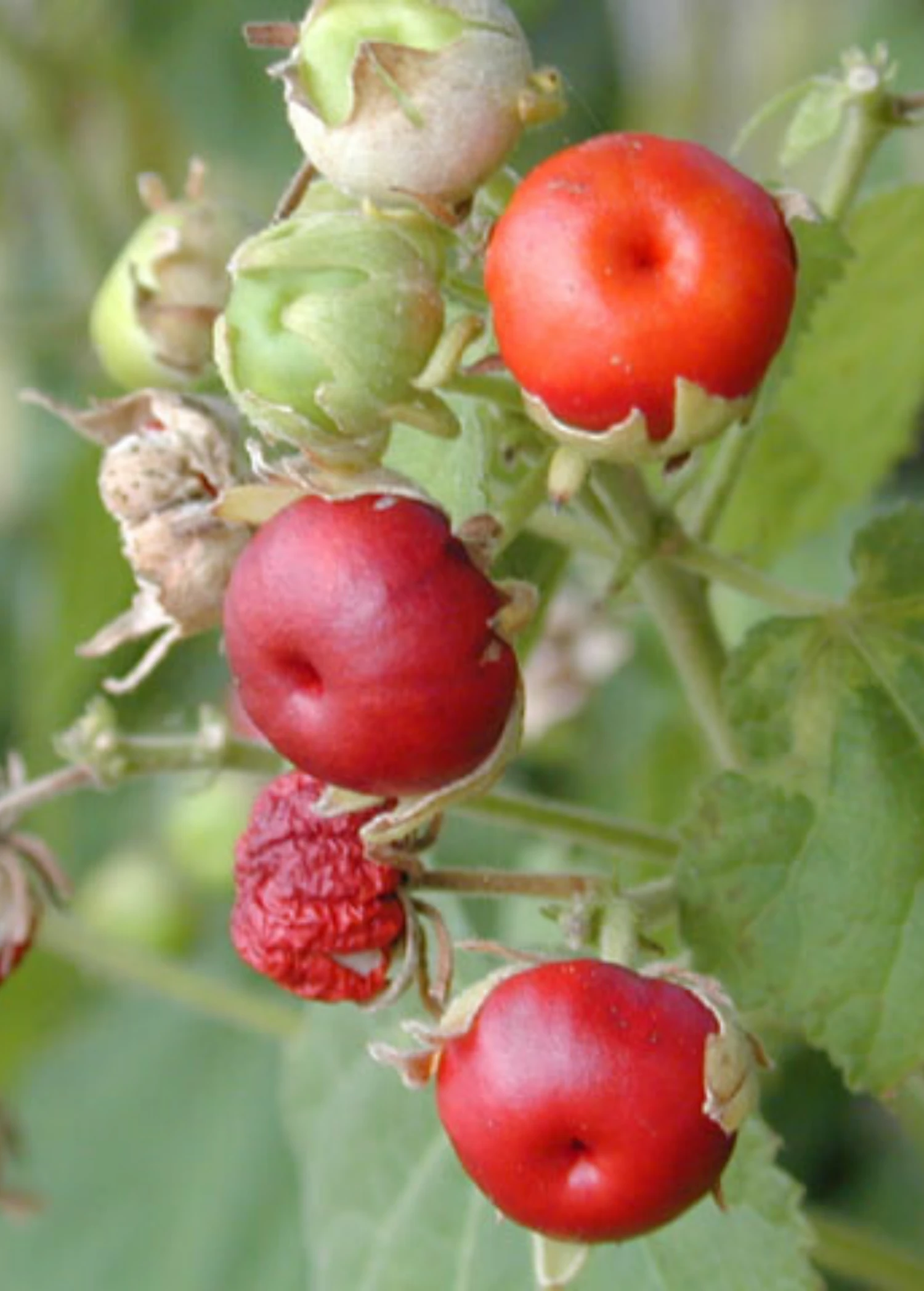 Sow Exotic Manzanilla (Malvaviscus Arboreus Var. Drummondii) Rare Fruiting Plants 2 Sow Exotic Manzanilla (Malvaviscus Arboreus Var. Drummondii) Rare Fruiting Plants