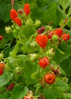 Sow Exotic Manzanilla (Malvaviscus Arboreus Var. Drummondii) Rare Fruiting Plants