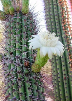 Sow Exotic Rare Fruiting Plants Mexican Ghost Pipe Cactus (Stenocereus Thurberi)