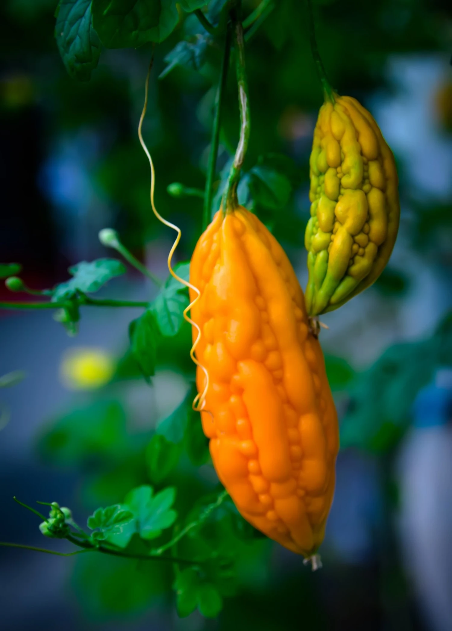 Sow Exotic Bitter Melon, Chinese (Momordica Charantia) 1 Sow Exotic Bitter Melon, Chinese (Momordica Charantia)