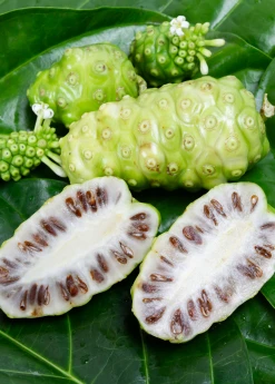 Sow Exotic Noni (Morinda Citrifolia) Tropical Fruit & Spice Trees