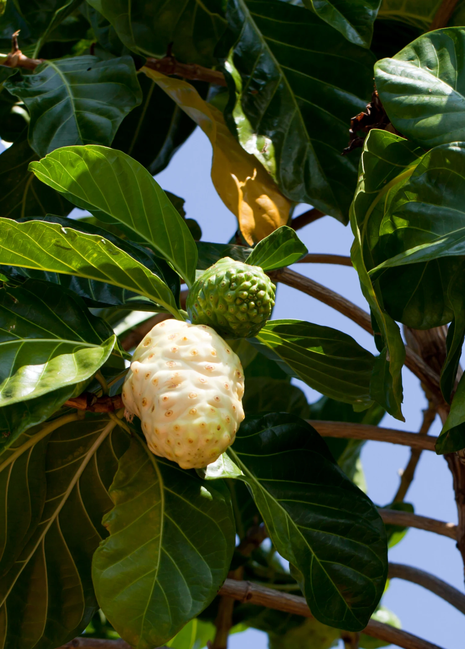 Sow Exotic Noni (Morinda Citrifolia) Tropical Fruit & Spice Trees 5 Sow Exotic Noni (Morinda Citrifolia) Tropical Fruit & Spice Trees