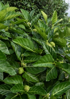 Sow Exotic Noni (Morinda Citrifolia) Tropical Fruit & Spice Trees