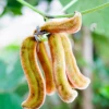 Sow Exotic Medicinal & Culinary Herbs Velvet Bean (Mucuna Pruriens)