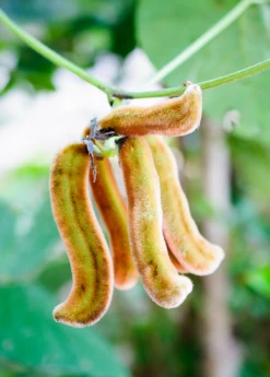 Sow Exotic Medicinal & Culinary Herbs Velvet Bean (Mucuna Pruriens)