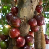 Sow Exotic Jabuticaba, Red (Myrciaria Plinia Cauliflora X Aureana)