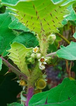 Sow Exotic Lulo, Naranjilla (Solanum Quitoense) Rare Fruiting Plants