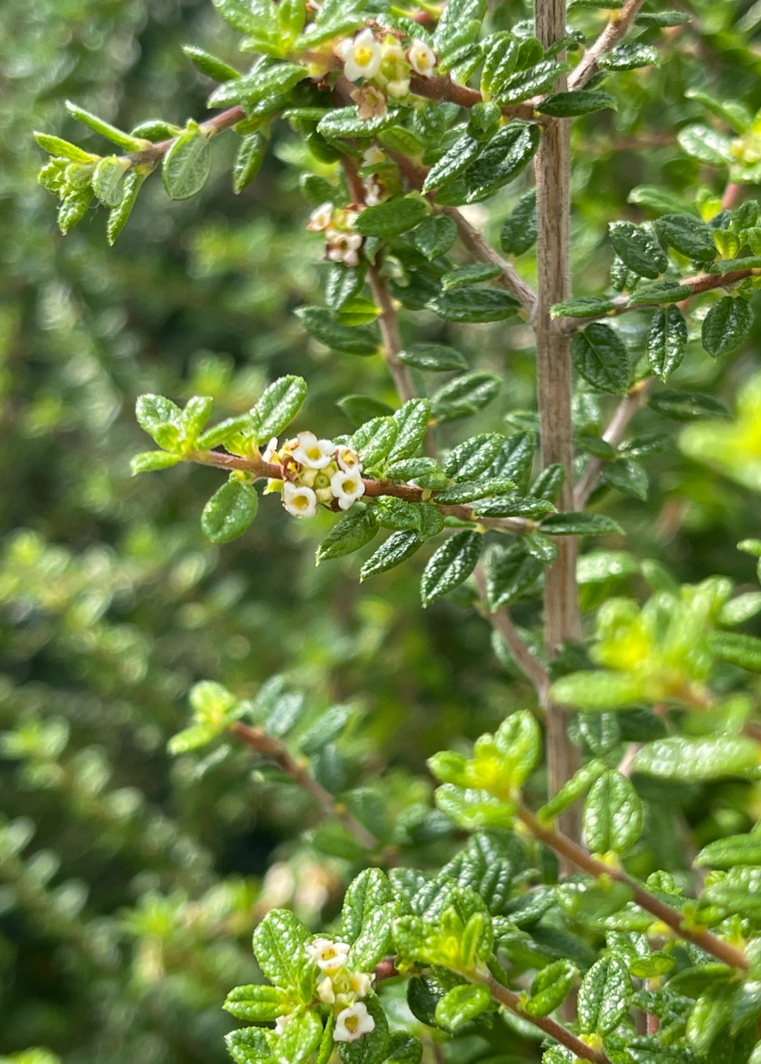 Sow Exotic Moujean Tea, Bahama Berry (Nashia Inaguensis) Medicinal & Culinary Herbs 5 Sow Exotic Moujean Tea, Bahama Berry (Nashia Inaguensis) Medicinal & Culinary Herbs