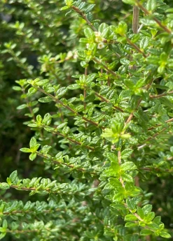 Sow Exotic Moujean Tea, Bahama Berry (Nashia Inaguensis) Medicinal & Culinary Herbs 7 Sow Exotic Moujean Tea, Bahama Berry (Nashia Inaguensis) Medicinal & Culinary Herbs