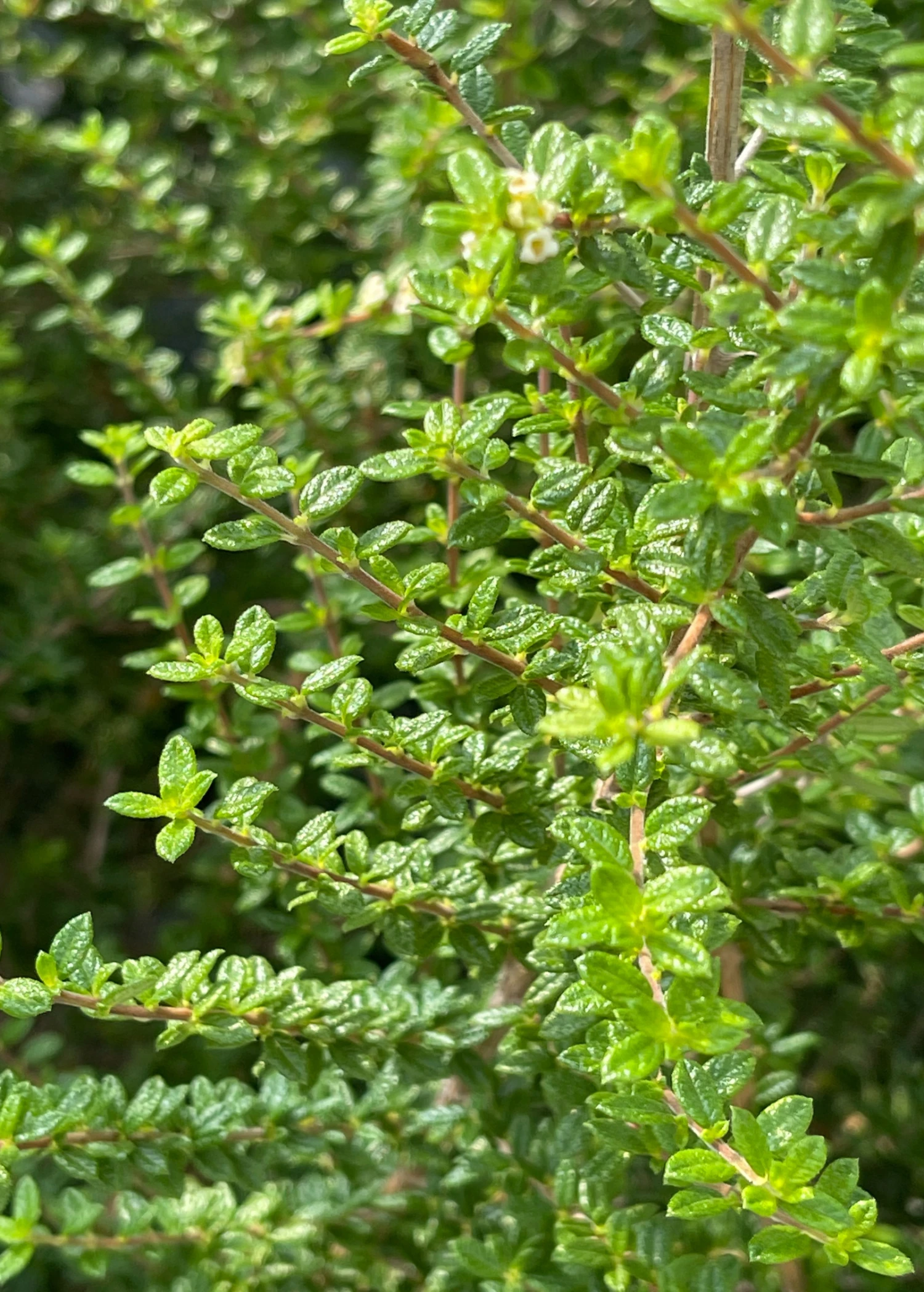 Sow Exotic Moujean Tea, Bahama Berry (Nashia Inaguensis) Medicinal & Culinary Herbs 3 Sow Exotic Moujean Tea, Bahama Berry (Nashia Inaguensis) Medicinal & Culinary Herbs