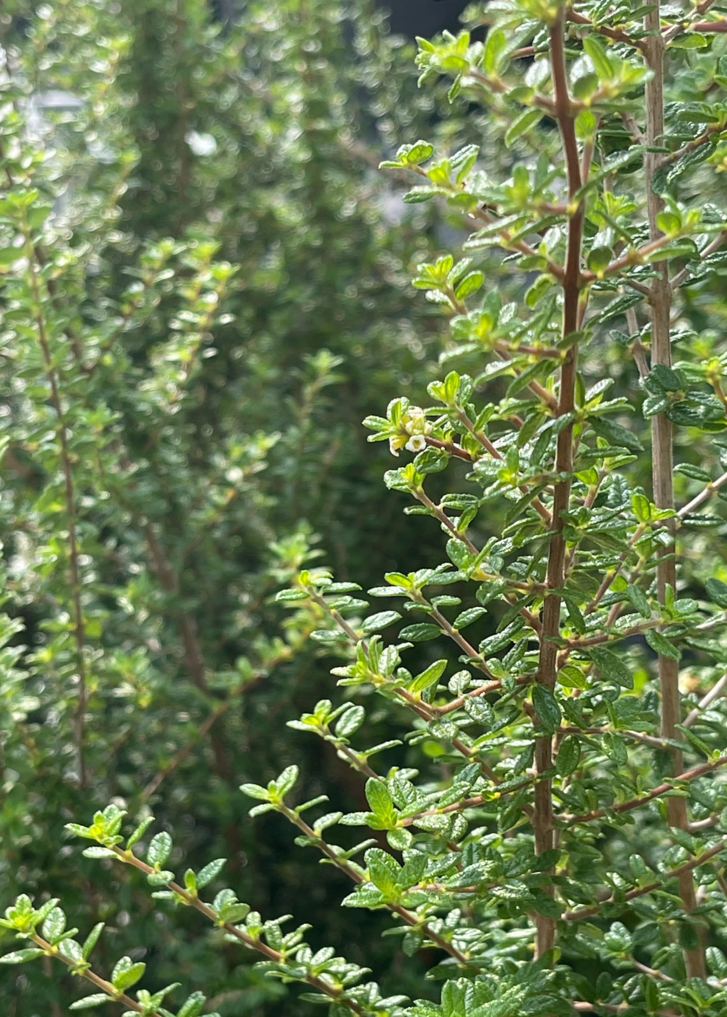 Sow Exotic Moujean Tea, Bahama Berry (Nashia Inaguensis) Medicinal & Culinary Herbs 2 Sow Exotic Moujean Tea, Bahama Berry (Nashia Inaguensis) Medicinal & Culinary Herbs