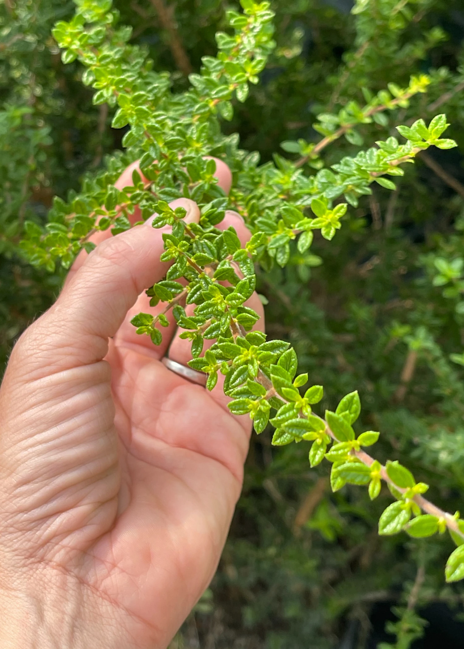 Sow Exotic Moujean Tea, Bahama Berry (Nashia Inaguensis) Medicinal & Culinary Herbs 4 Sow Exotic Moujean Tea, Bahama Berry (Nashia Inaguensis) Medicinal & Culinary Herbs