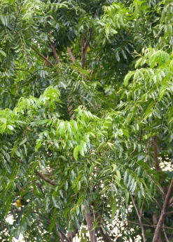 Sow Exotic Medicinal & Culinary Herbs Neem Tree (Azadirachta Indica) 7 Sow Exotic Medicinal & Culinary Herbs Neem Tree (Azadirachta Indica)