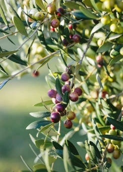 Sow Exotic Tropical Fruit & Spice Trees Olive 'Arbequina' (Olea Europea)