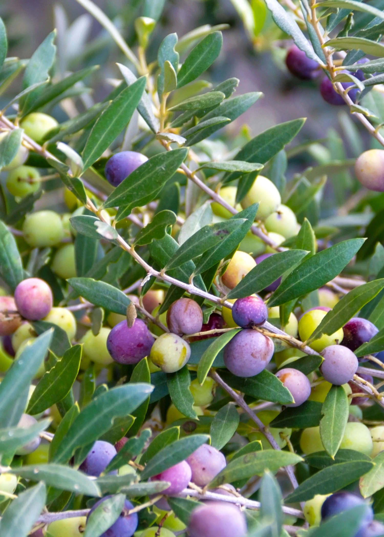 Sow Exotic Tropical Fruit & Spice Trees Olive 'Arbequina' (Olea Europea) 2 Sow Exotic Tropical Fruit & Spice Trees Olive 'Arbequina' (Olea Europea)