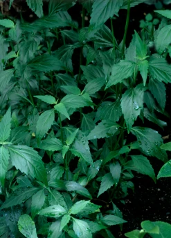 Sow Exotic Java Tea (Orthosiphon Stamineus)