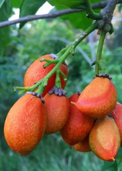 Sow Exotic Tropical Fruit & Spice Trees Peanut Butter Fruit (Bunchosia Argentea) 9 Sow Exotic Tropical Fruit & Spice Trees Peanut Butter Fruit (Bunchosia Argentea)