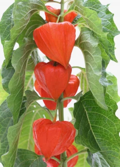 Sow Exotic Rare Fruiting Plants Japanese Lanterns (Physalis Alkekengi)