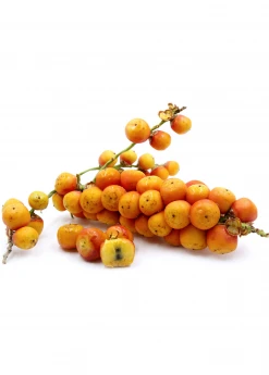 Sow Exotic Jelly Palm (Butia Capitata)